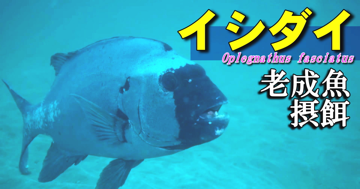 イシダイ老成魚の水中映像