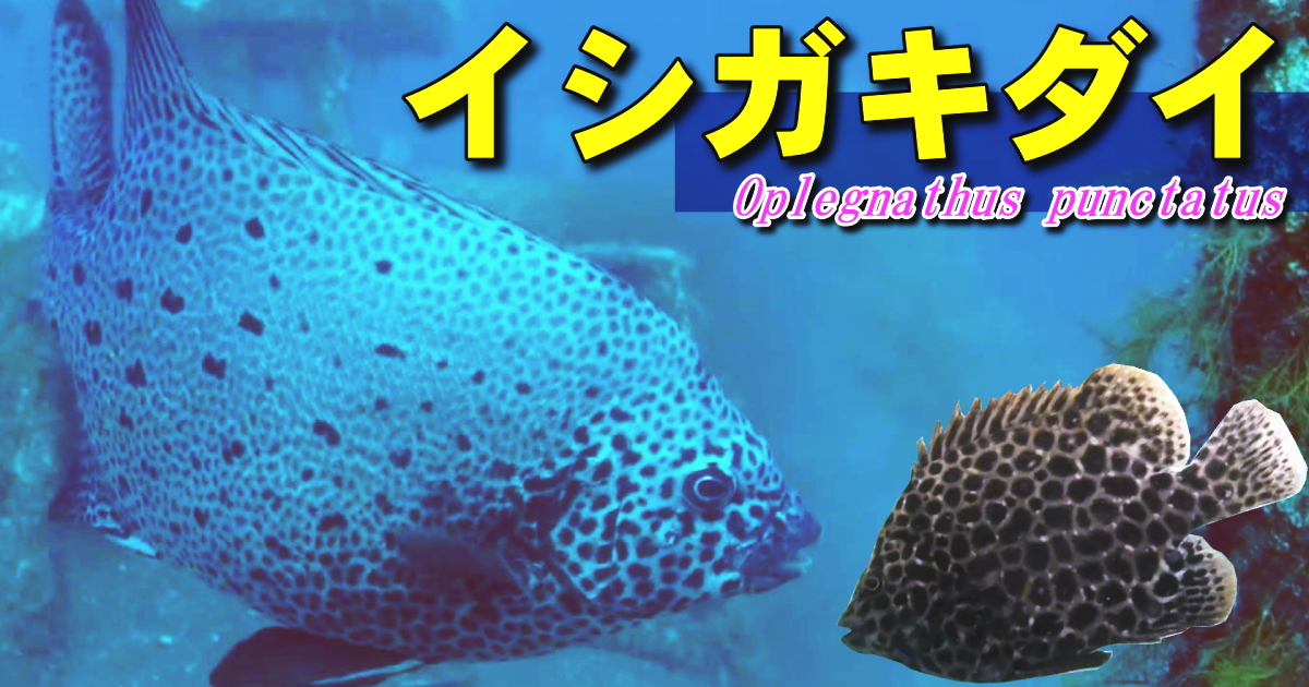 イシガキダイの水中映像