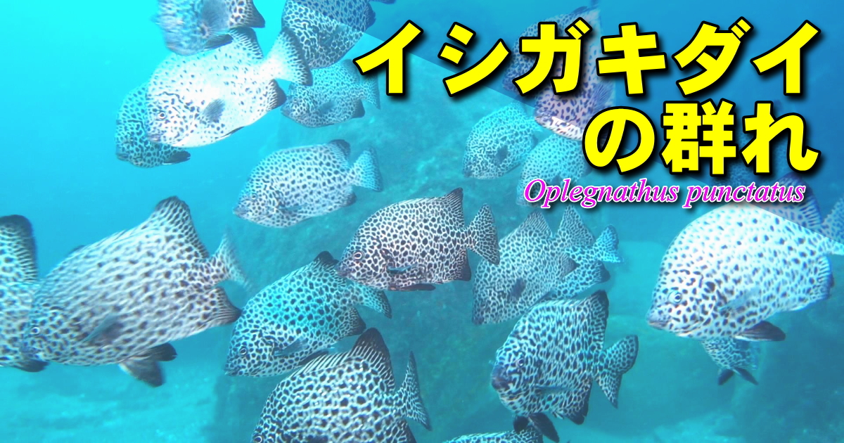 イシガキダイの大群の水中映像