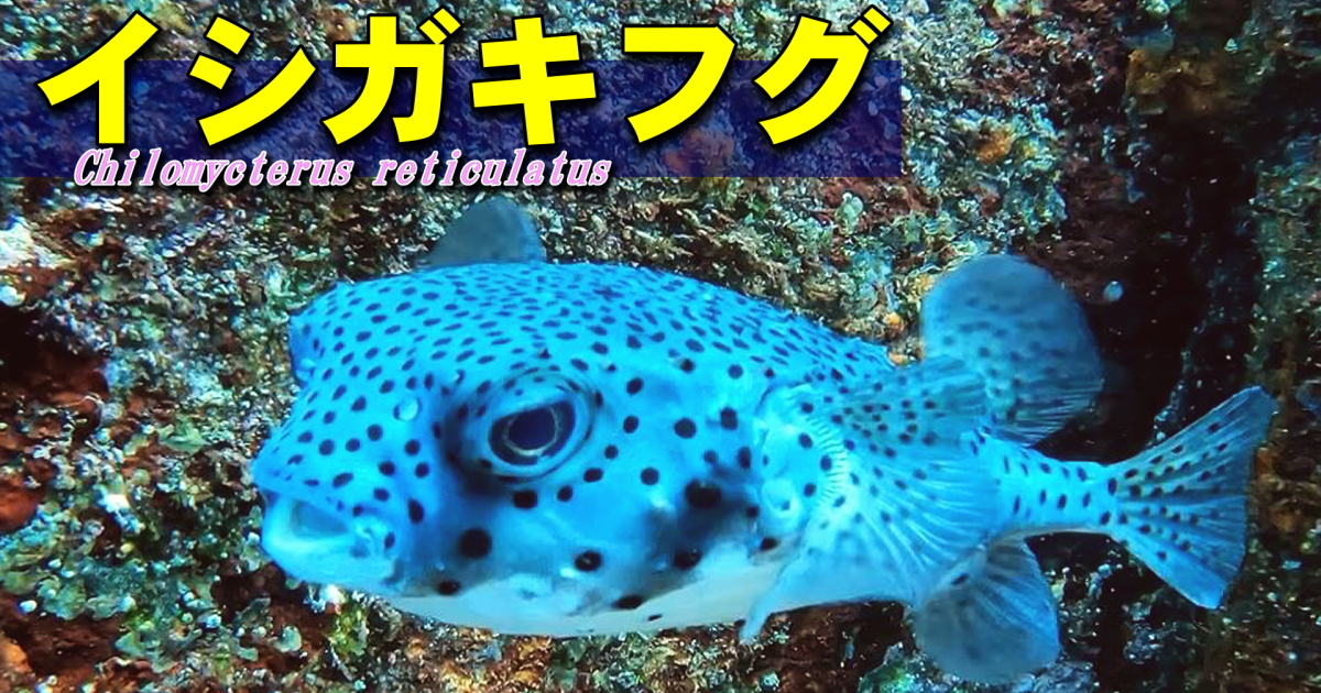 イシガキフグ水中映像