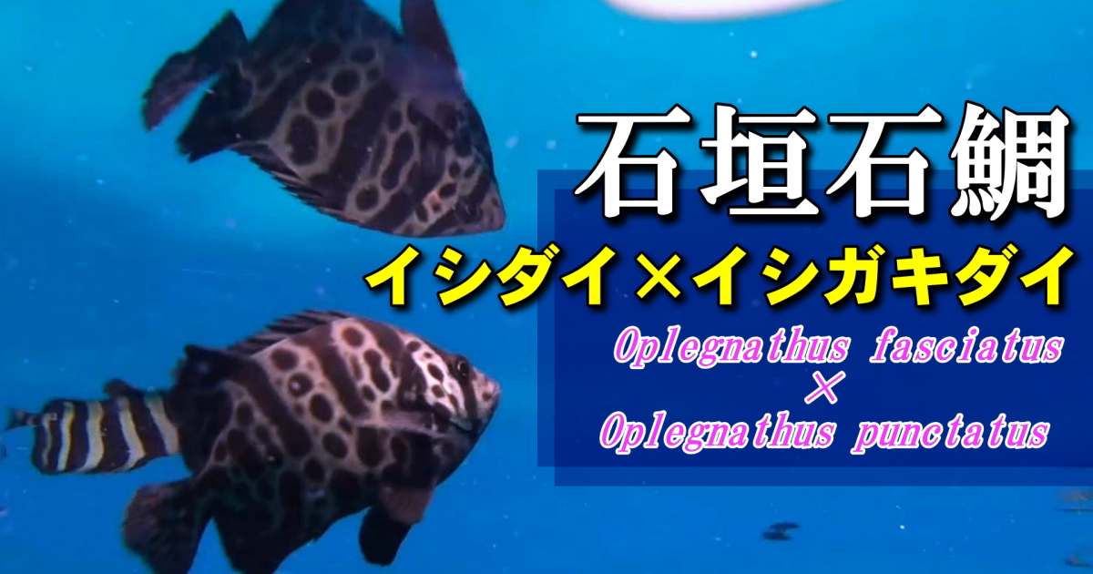 イシガキイシダイの水中映像