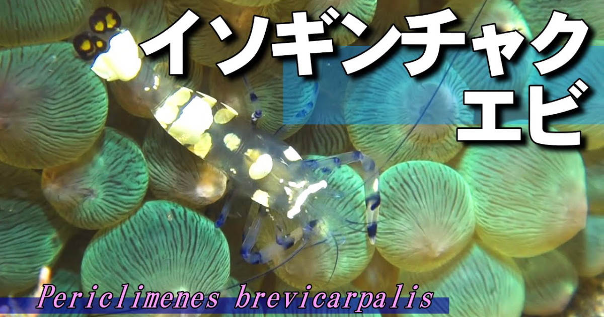 イソギンチャクエビは、毒の刺胞を持つイソギンチャクの中に棲むことで、魚類などの敵から身を守る。