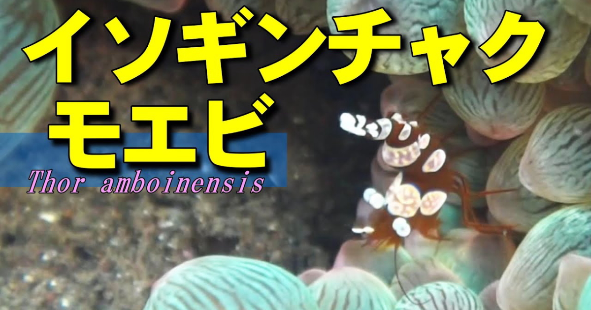 イソギンチャクモエビ水中映像