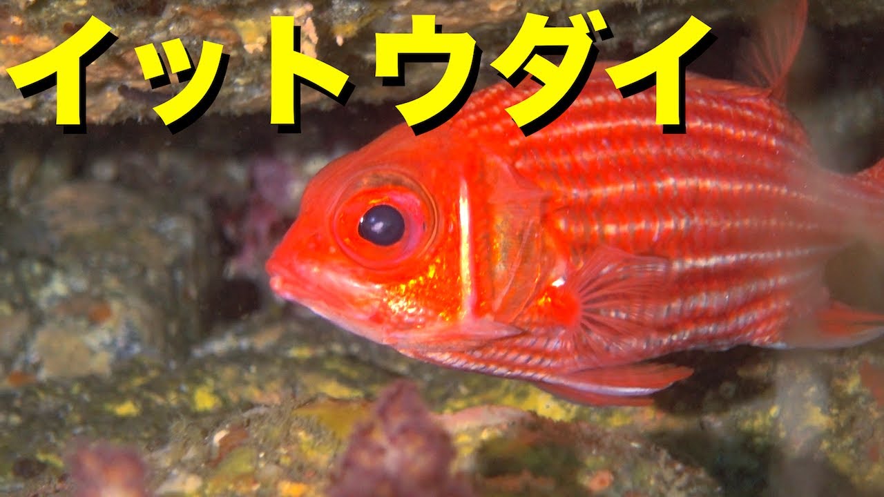 赤が鮮烈なイットウダイの水中映像