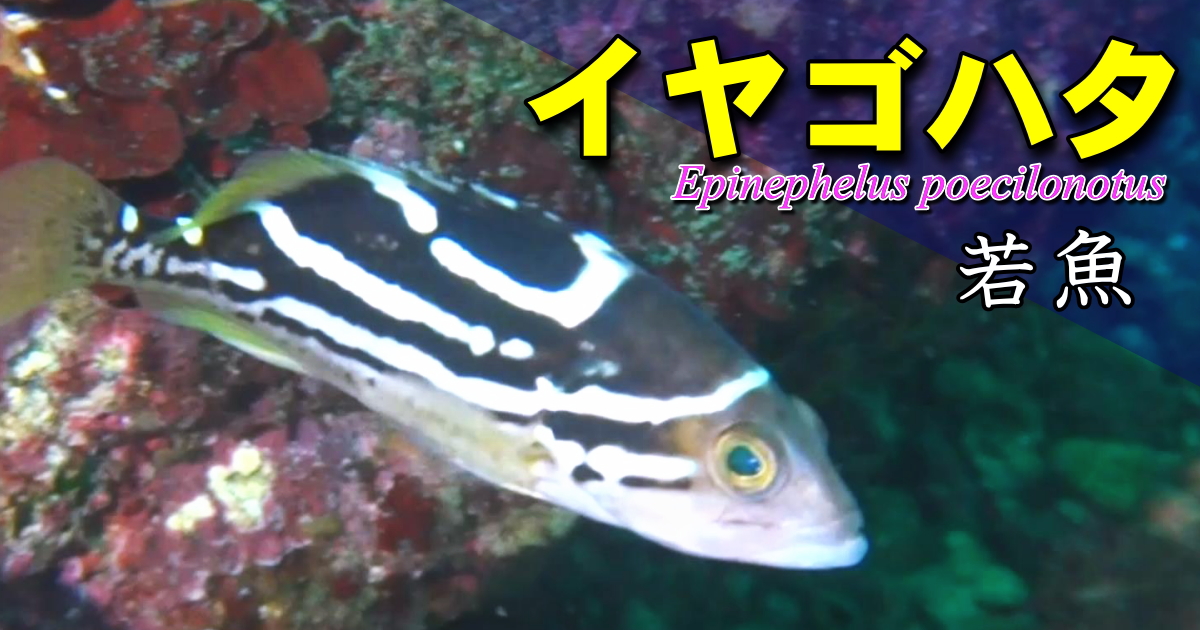 イヤゴハタの若魚の水中映像