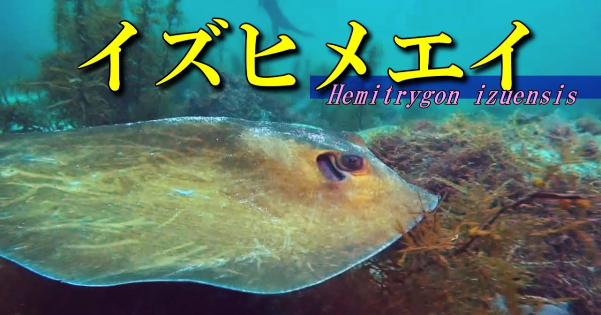 イズヒメエイ水中映像