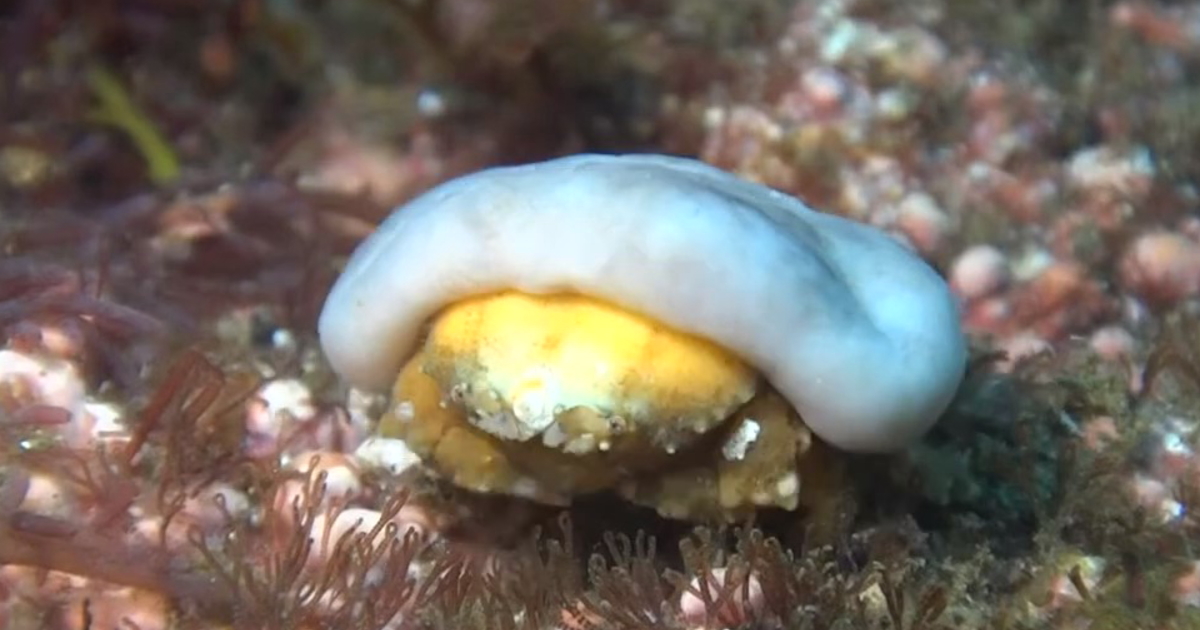 帽子のように海綿を被るカイカムリの水中映像