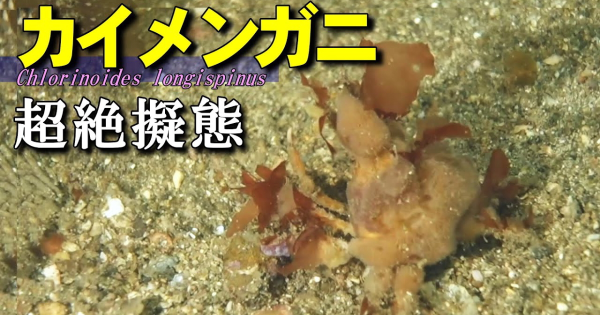 全身に海綿をつけてカムフラージュするカイメンガニの水中映像