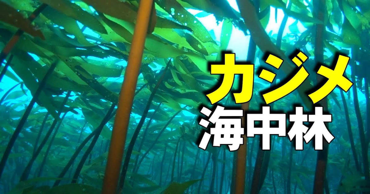 カジメの海中林の水中映像