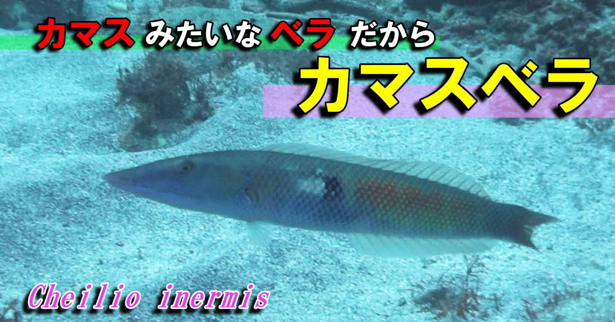 カマスベラ水中映像