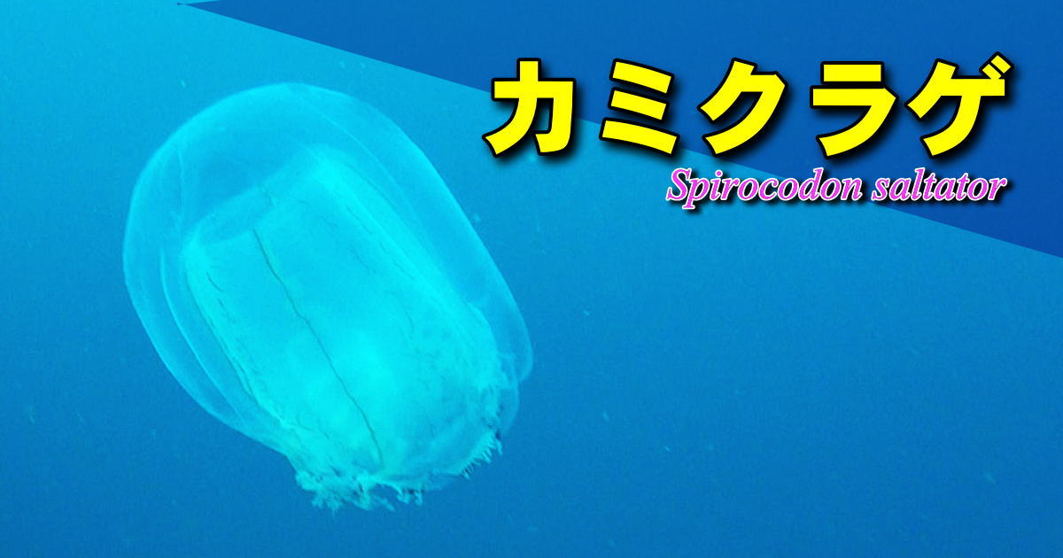 100の眼点を持つというカミクラゲの水中映像