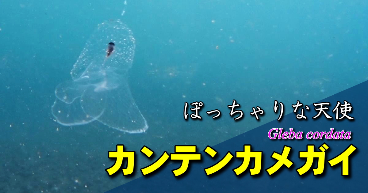 カンテンカメガイの水中映像。ゼリー状の殻を持ち海中を漂う浮遊性の巻貝