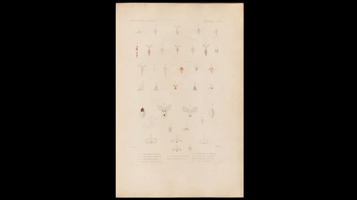 1833年『Voyage de la corvette l'Astrolabe, Mollusques Atlas, pl.27』カンテンカメガイのある「プレート27」