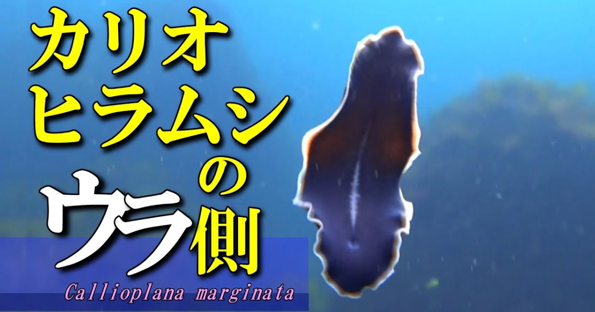カリオヒラムシの泳ぐ様子（水中映像）