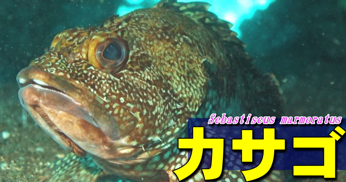 海底に留まって風景に溶け込むカサゴの水中映像