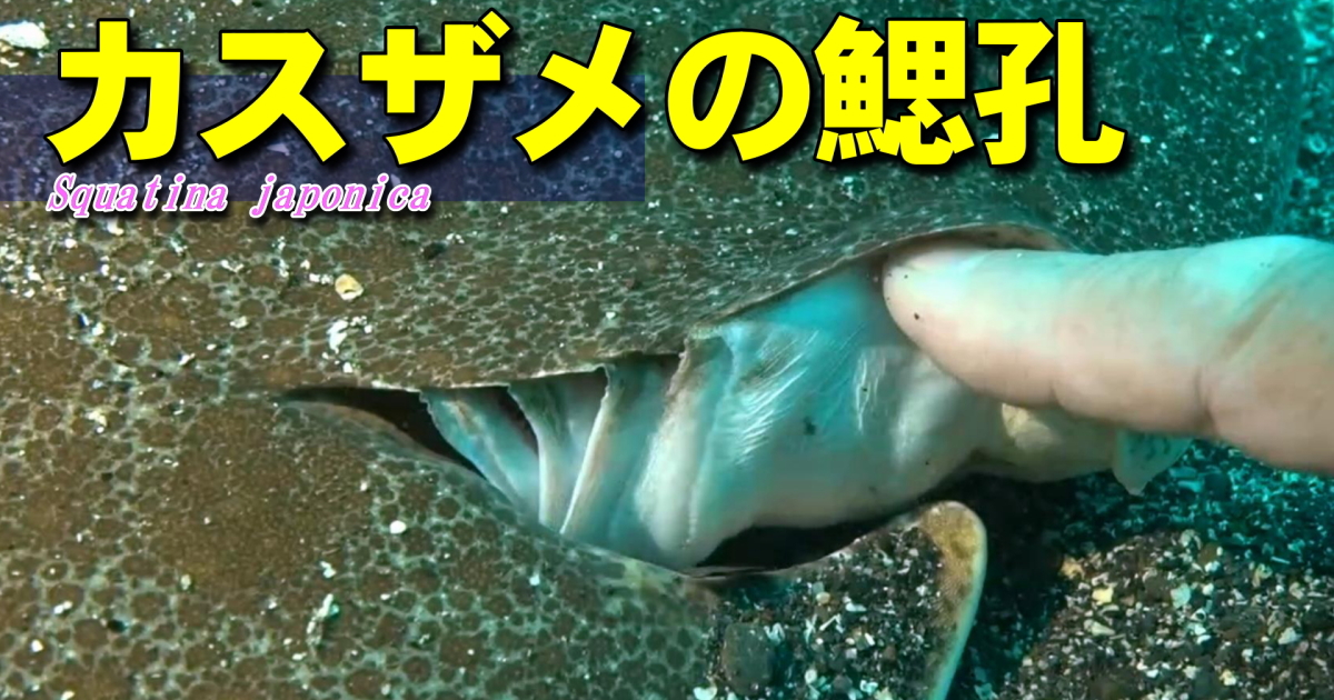 サメと名前に付くエイもいますが、エイのようなのにサメという魚もいます。平らな形のカスザメは、エイのようですが「鰓が体の横にある」でのサメです。普段は見られない生きているカスザメの鰓の希少映像です。