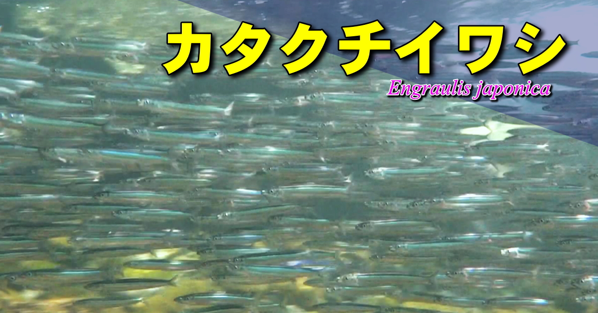 カタクチイワシの水中映像