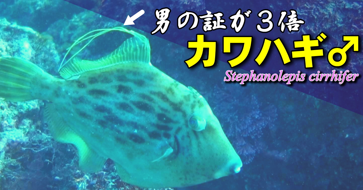 雄の証である背鰭の長い軟条が3本あるカワハギ