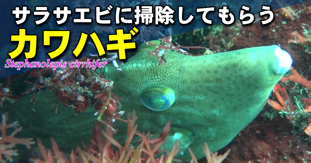 カワハギをクリーニングするサラサエビの水中映像