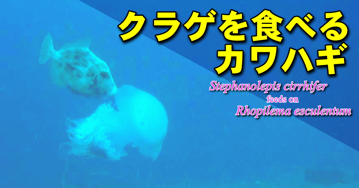 クラゲを食べるカワハギ水中映像