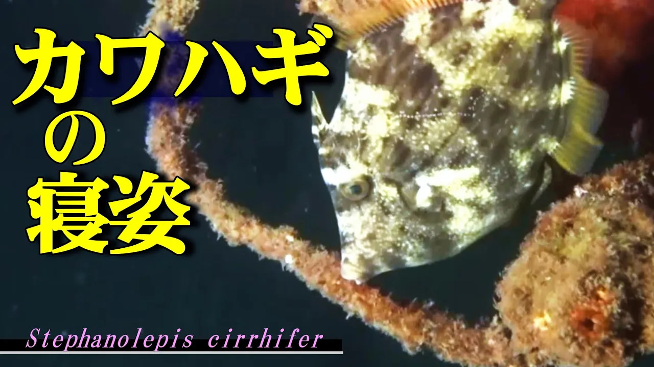 夜に寝るカワハギ。何かを咥えて寝る習性がある