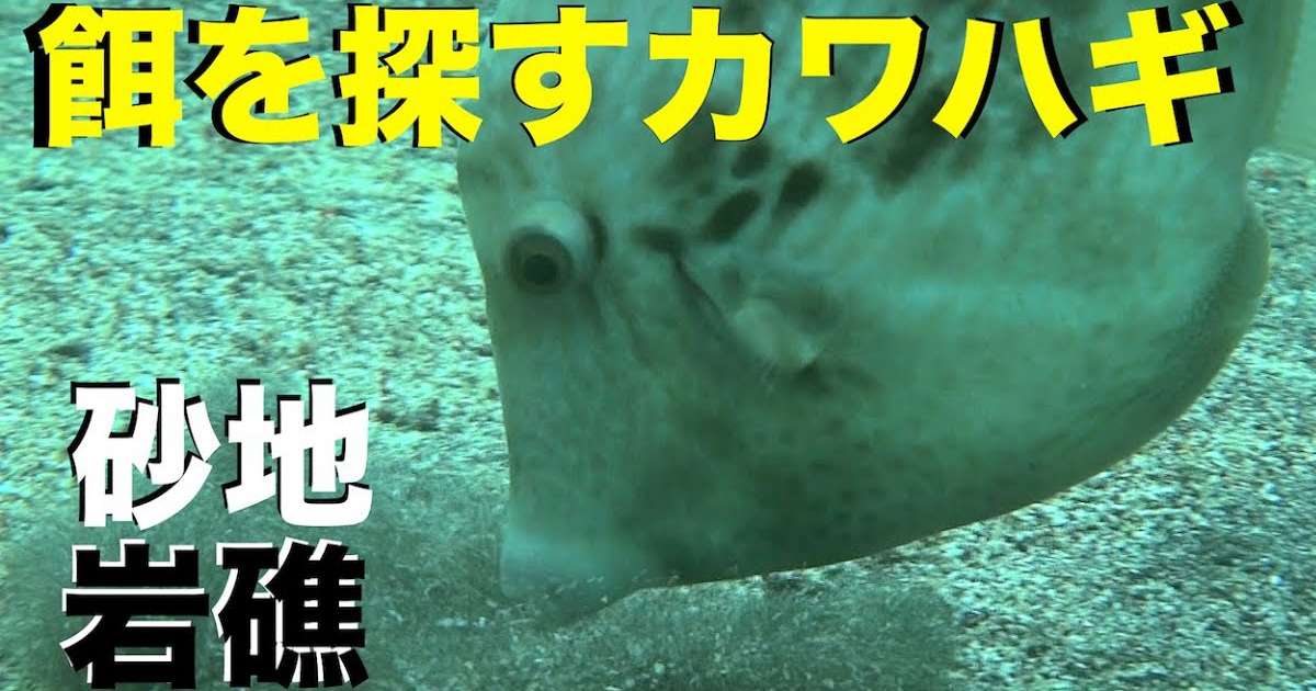カワハギの摂餌水中映像