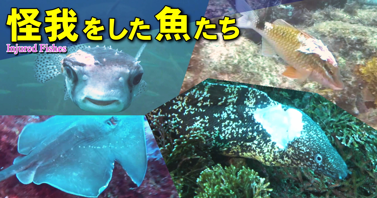 ケガを負った魚たちの水中映像