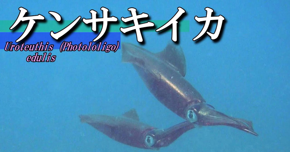 ケンサキイカ水中映像