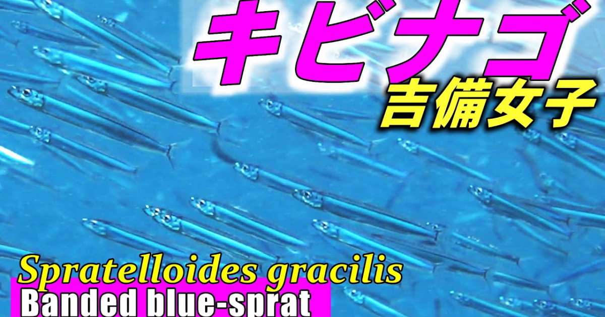 キビナゴ水中映像