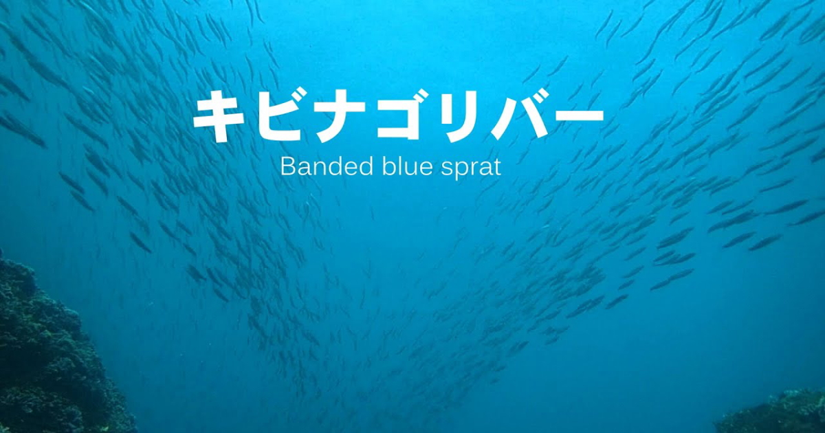 川の流れのように一方向に泳ぎ去るキビナゴの大群の水中映像