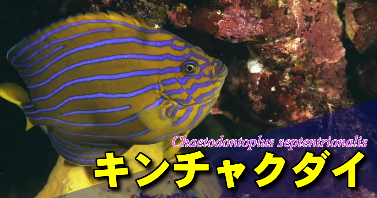 旧アカネキンチャクダイの父、または母とさあれるキンチャクダイの水中映像