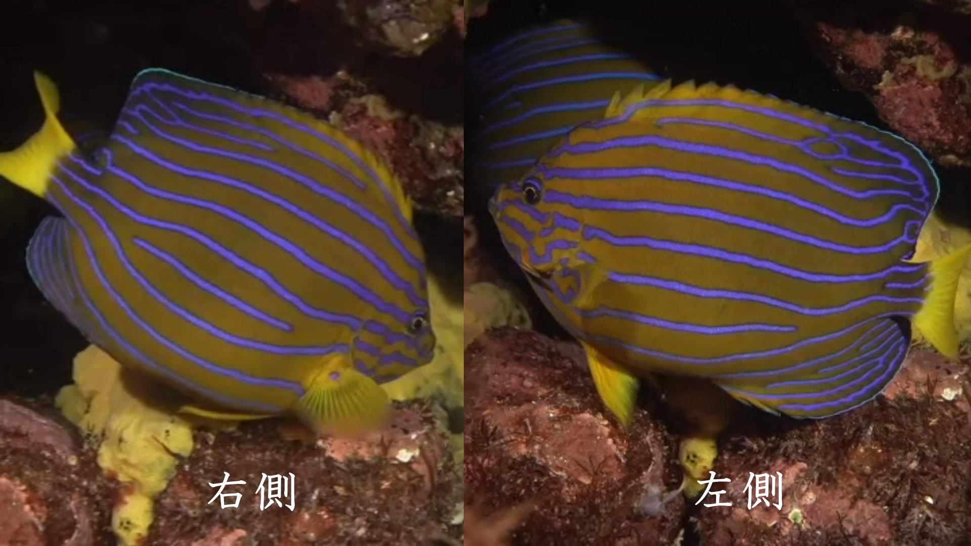 キンチャクダイの左右の模様は対象ではなくまったく異なる