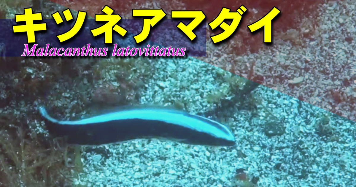 キツネアマダイの水中映像