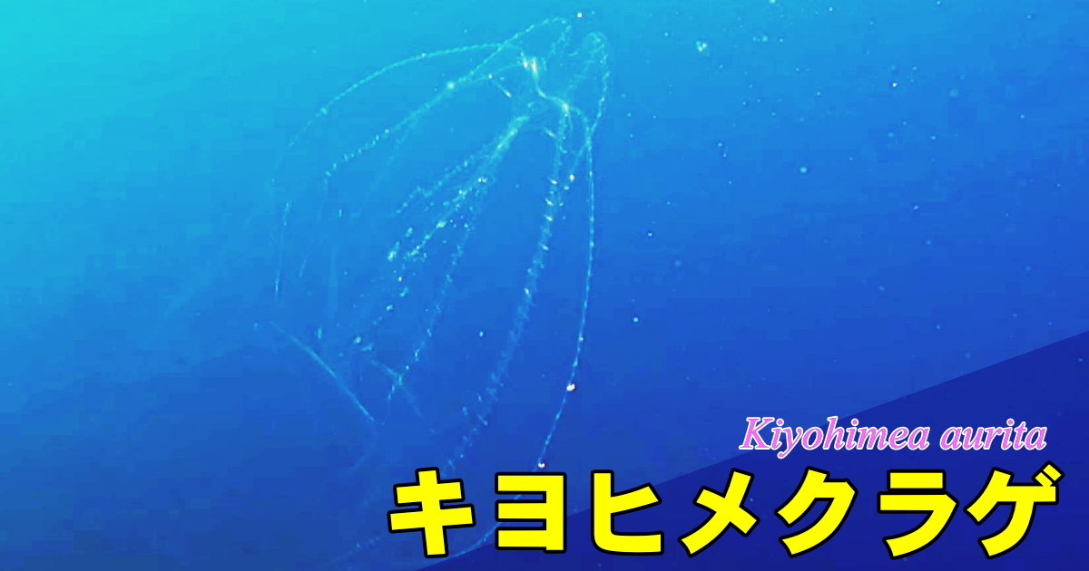キヨヒメクラゲ水中映像