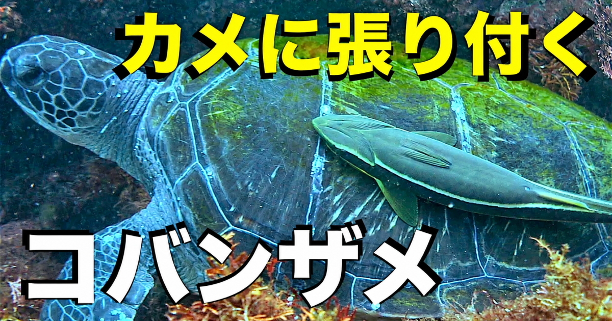 カメに張り付くコバンザメの水中映像