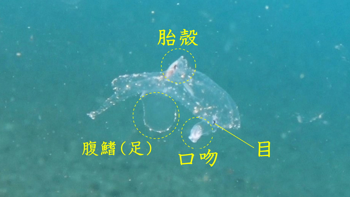 コノハゾウクラゲは、通常の巻貝からすると「逆さ」になった状態で泳いでいる