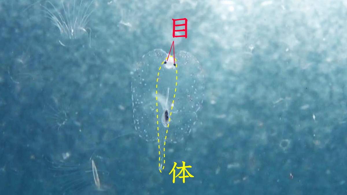 コノハゾウクラゲの体自体は円筒形で、両脇に寒天質の木の葉が繋がる