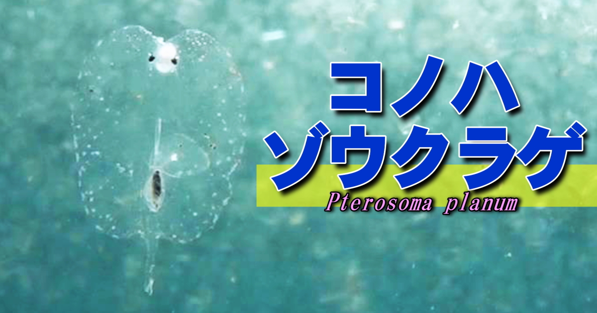 コノハゾウクラゲ水中映像