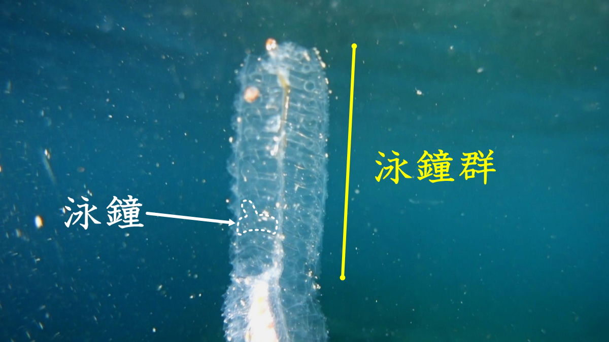 ヨウラククラゲは沢山の泳鐘があり、自在な運動が可能
