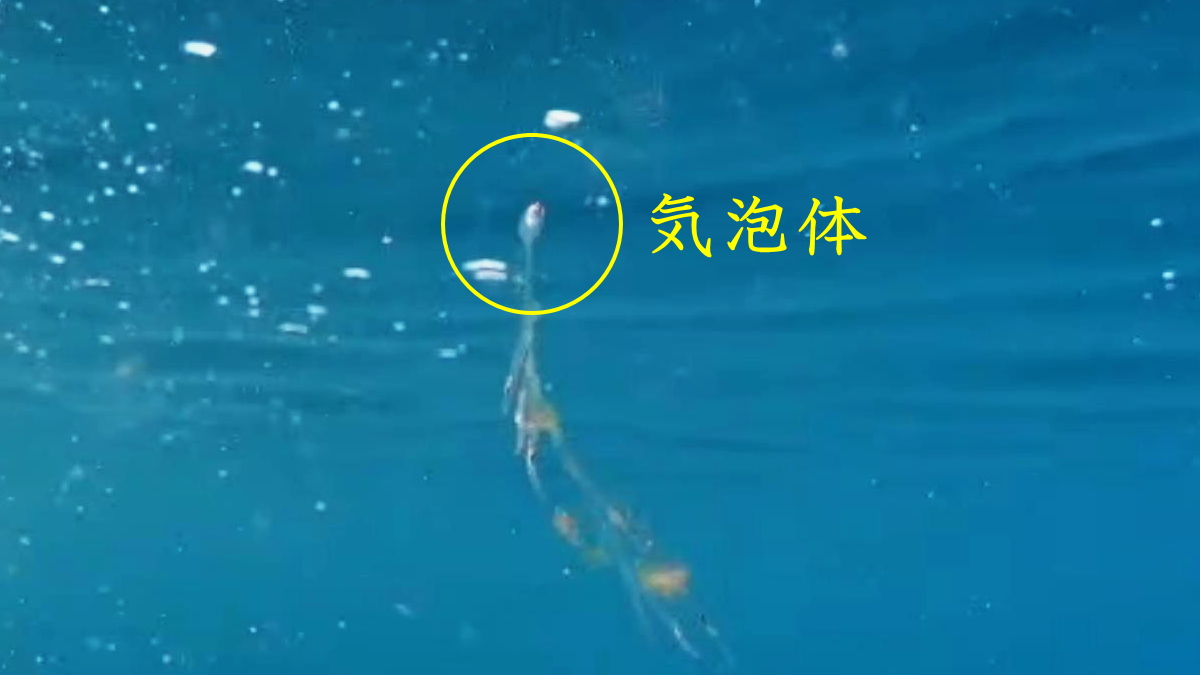 クダクラゲのボウズニラは、数ミリの気泡体から幹が伸び、栄養体などが接続する群体生物。刺されるととても痛い。