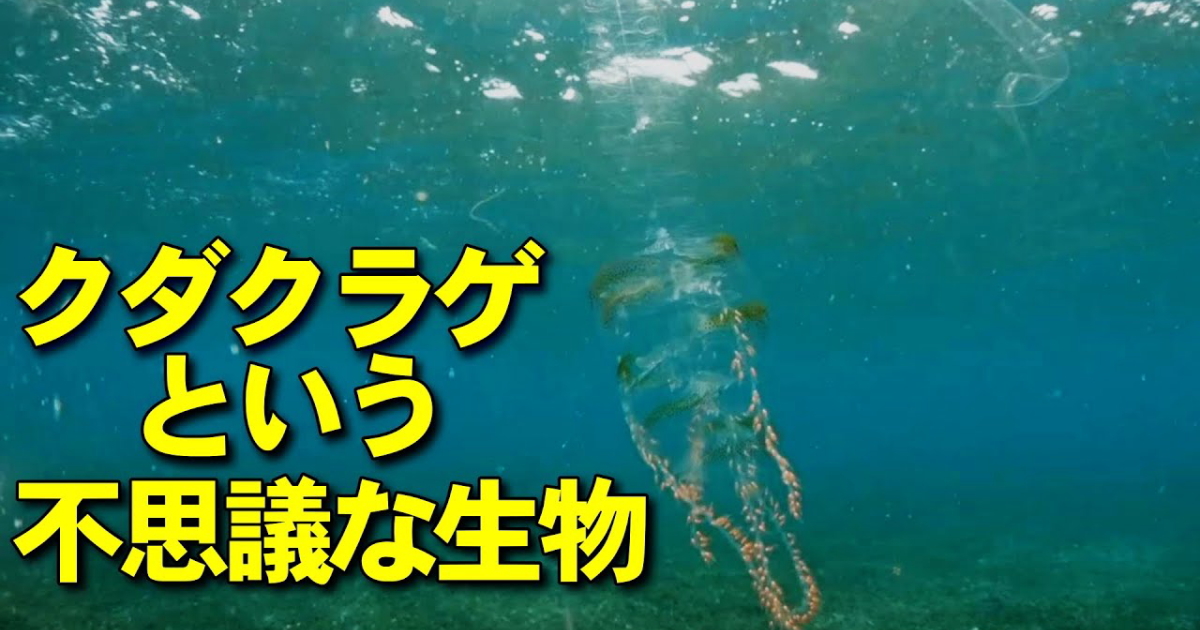 クダクラゲ水中映像