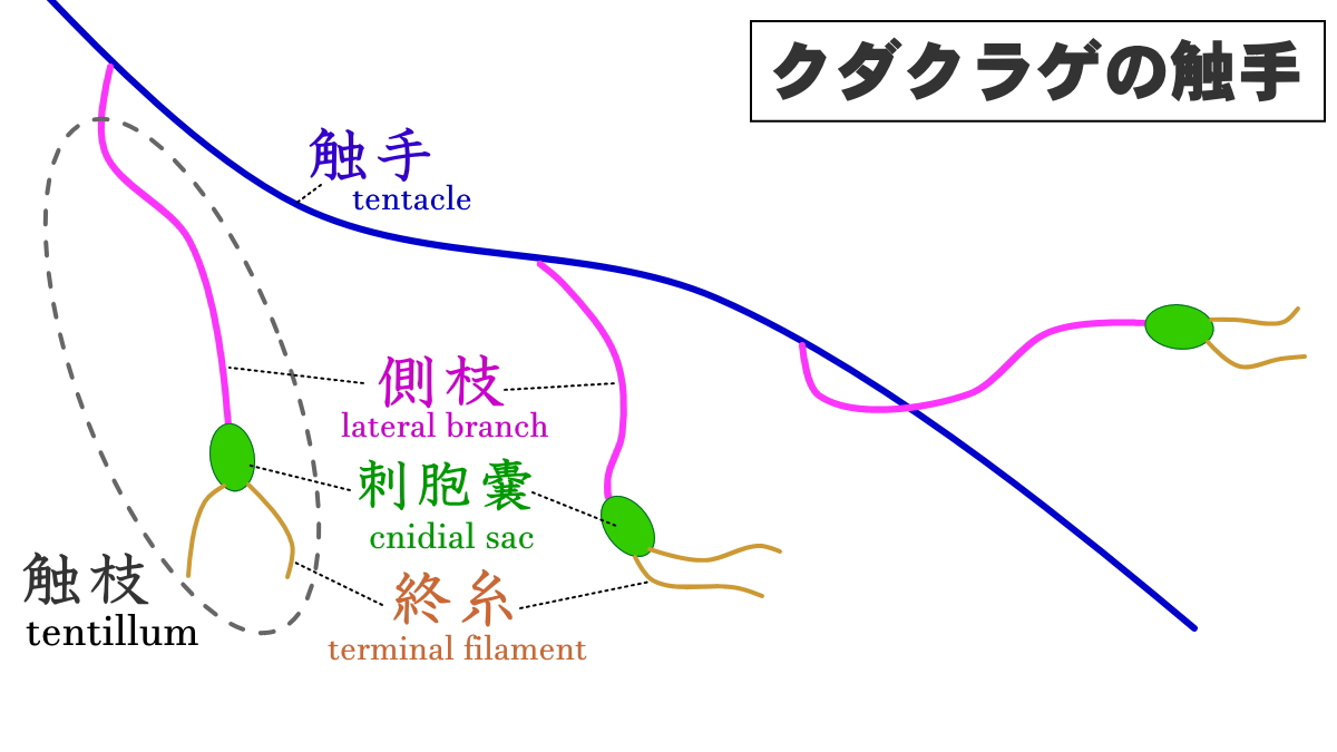ヒラマサの特徴