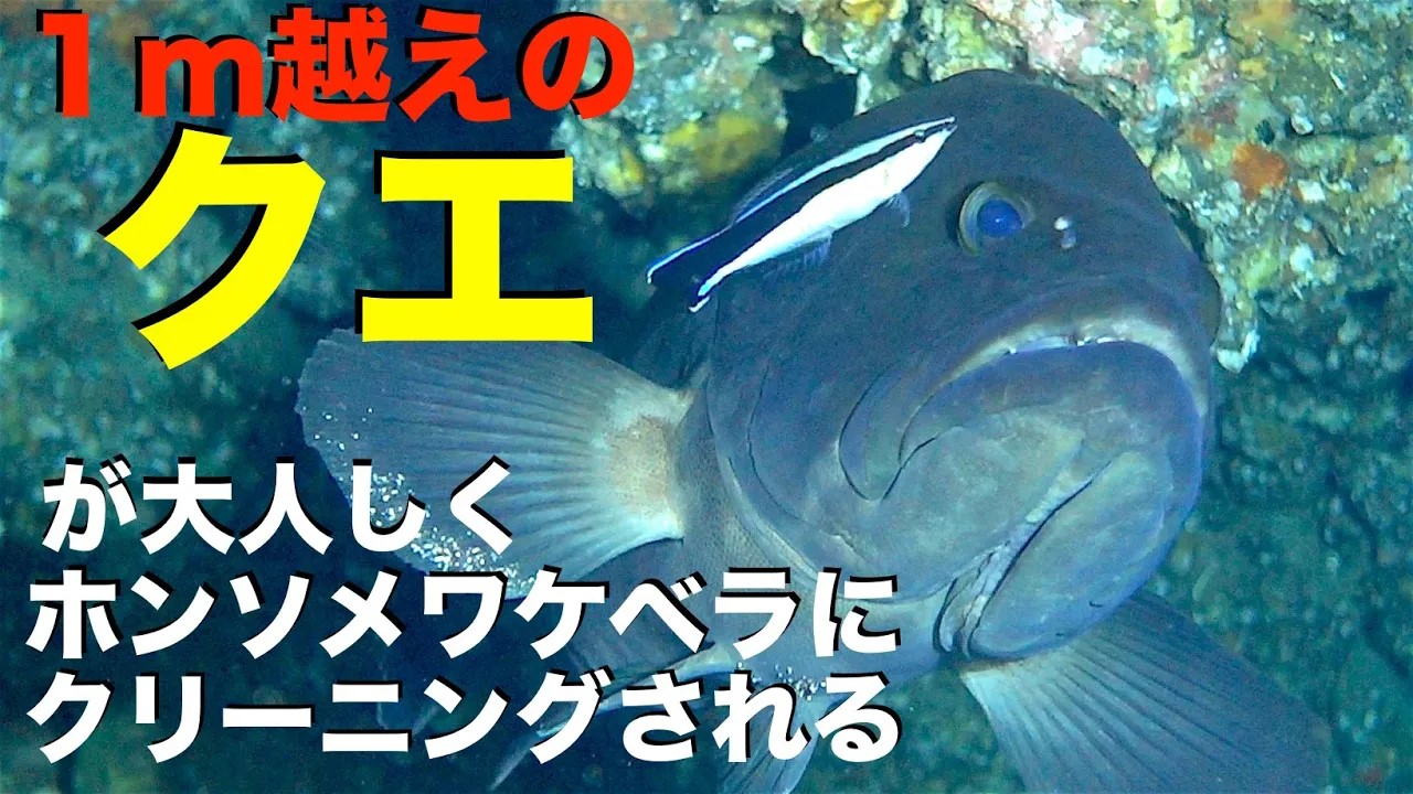 ホンソメワケベラにおとなしく掃除されるクエ
