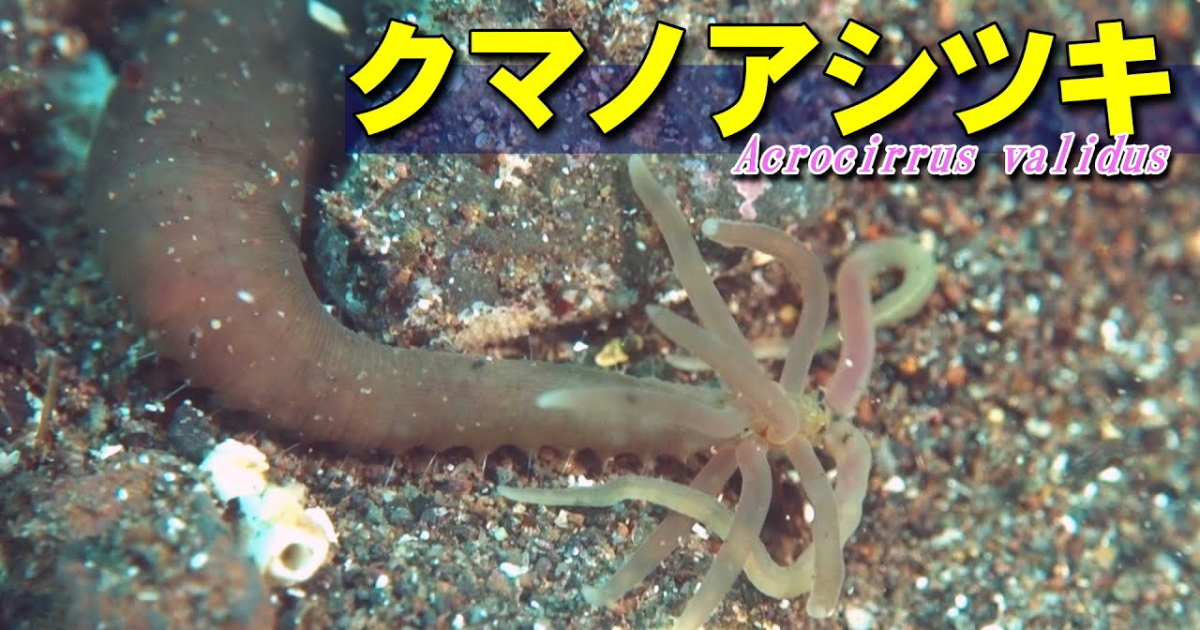 浅瀬の岩の下に生息するクマノアシツキというゴカイの仲間