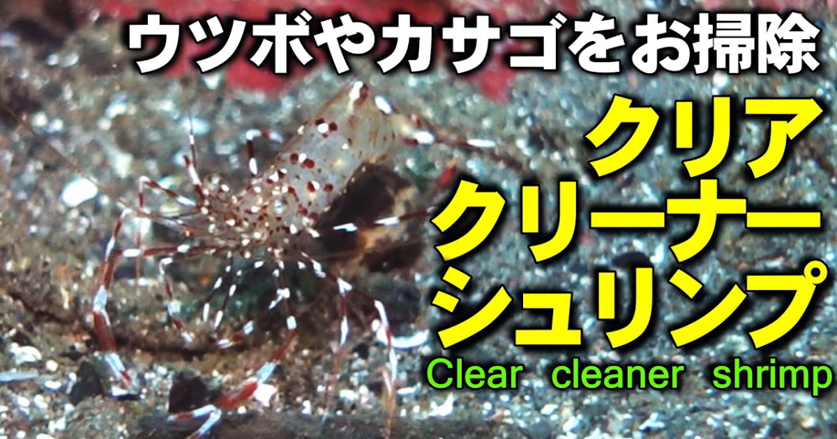 クリアクリーナーシュリンプ水中映像