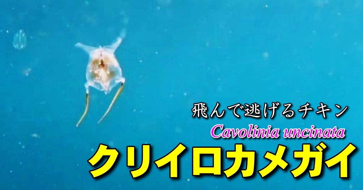クリイロカメガイの水中映像