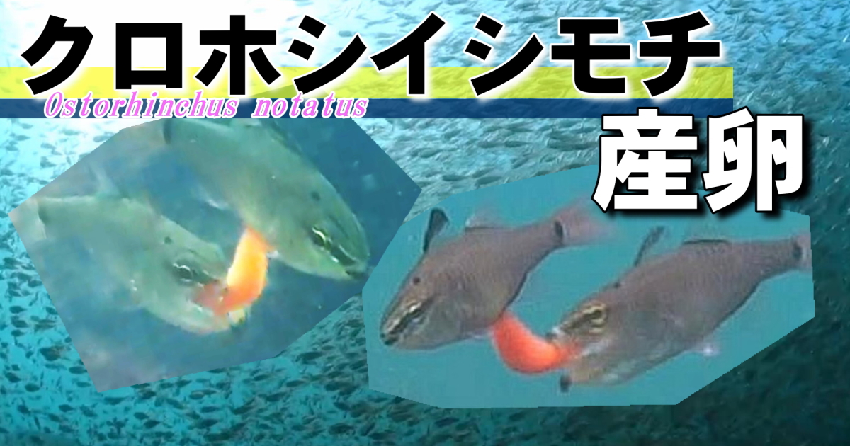クロホシイシモチの産卵水中映像