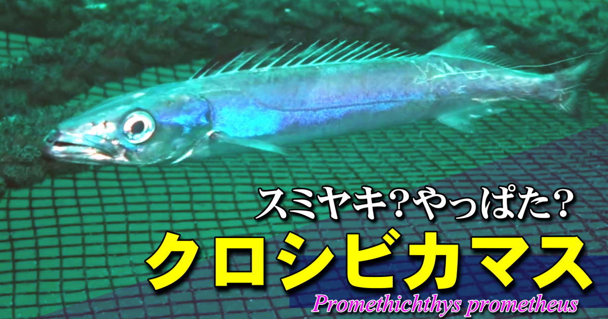 クロシビカマス水中映像