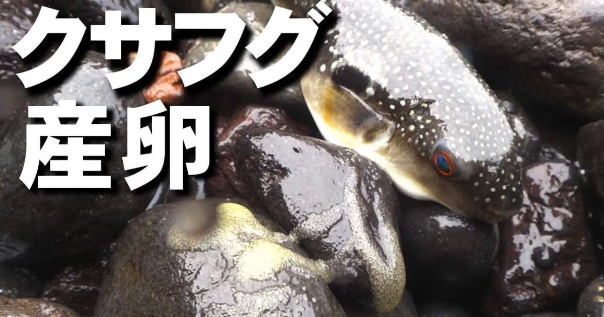 クサフグの産卵映像