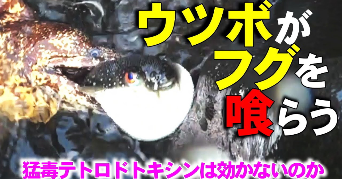 産卵中のクサフグを襲うウツボの映像